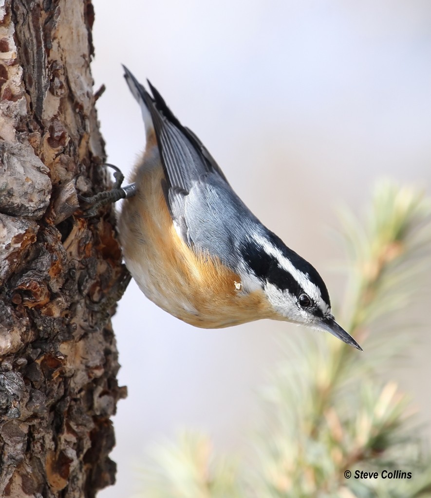 Red-breasted Nuthatch - ML39692471
