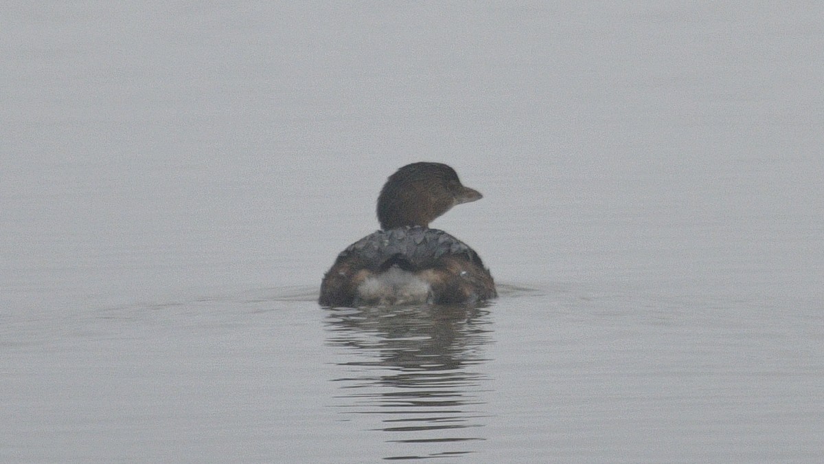 Pied-billed Grebe - ML396924771