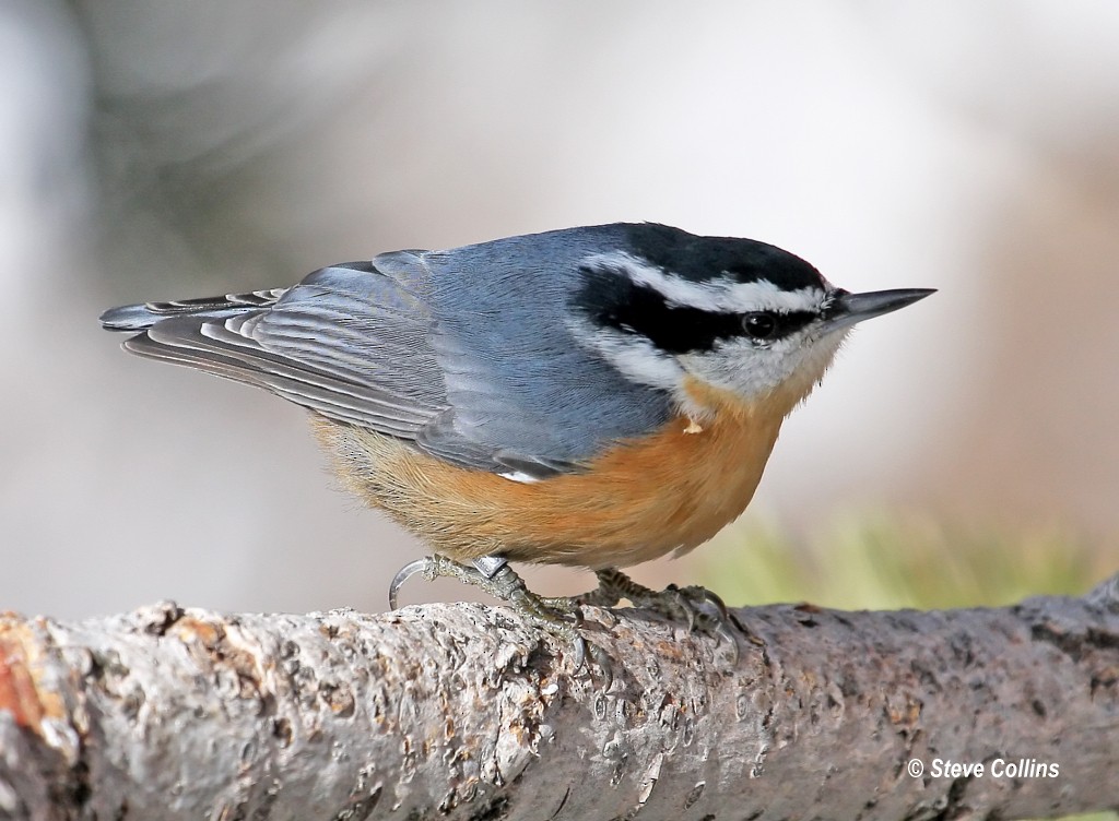 Red-breasted Nuthatch - ML39692481