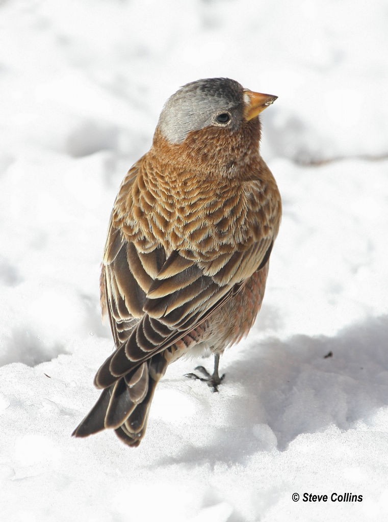 Gray-crowned Rosy-Finch (Gray-crowned) - ML39692811