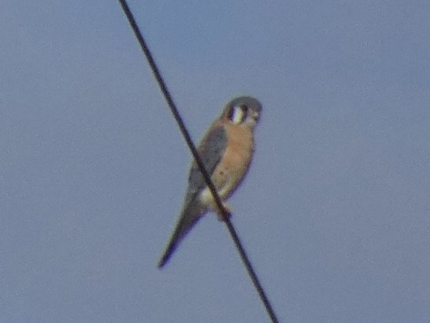 American Kestrel - ML396928271