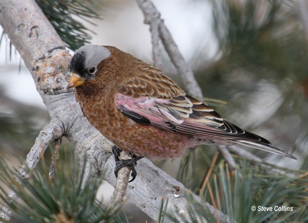 Gray-crowned Rosy-Finch (Gray-crowned) - ML39692841