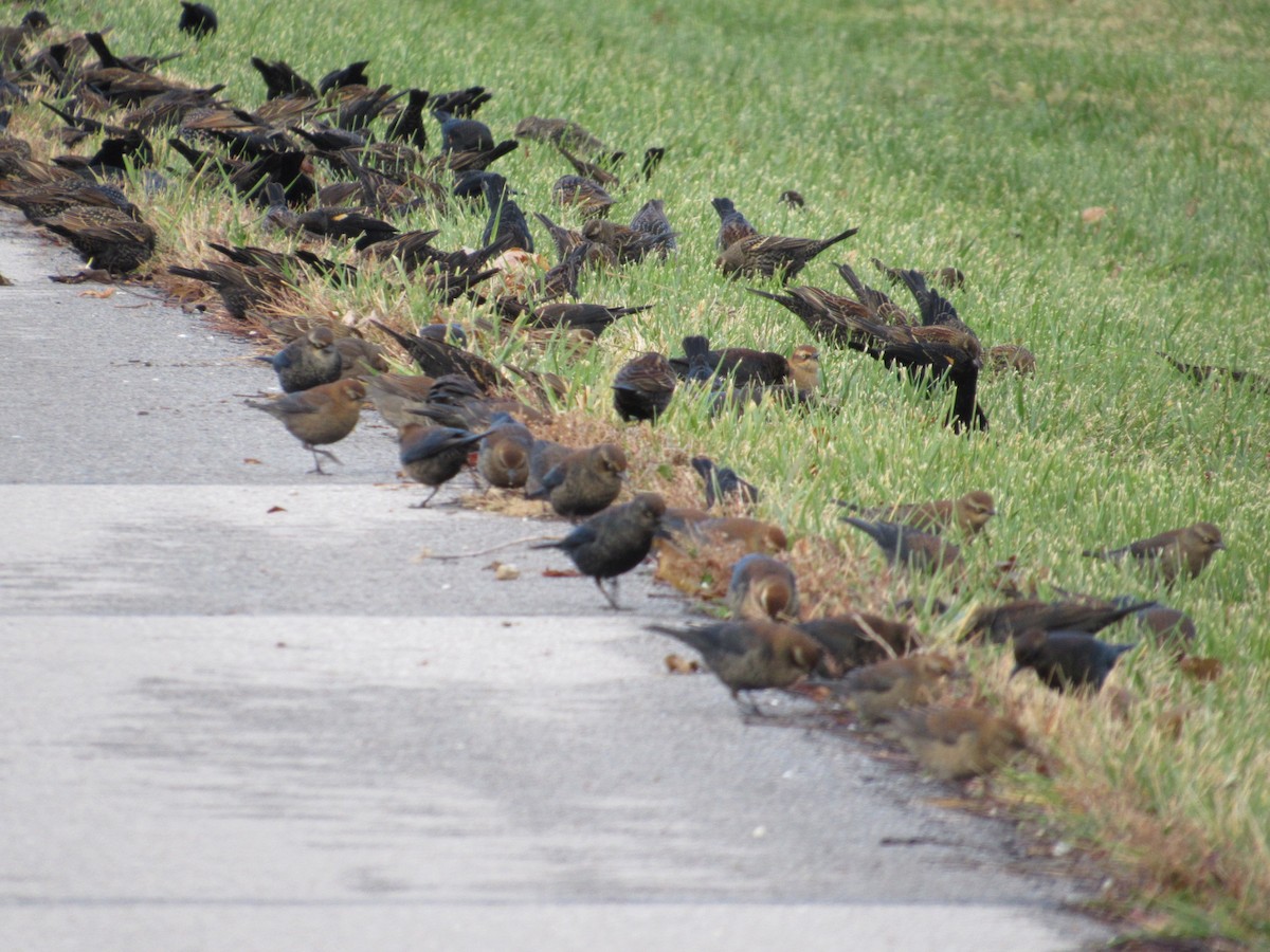 Rusty Blackbird - Greg Leonard