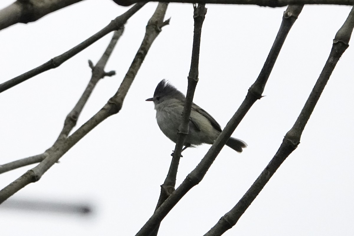 Southern Beardless-Tyrannulet - ML396928761