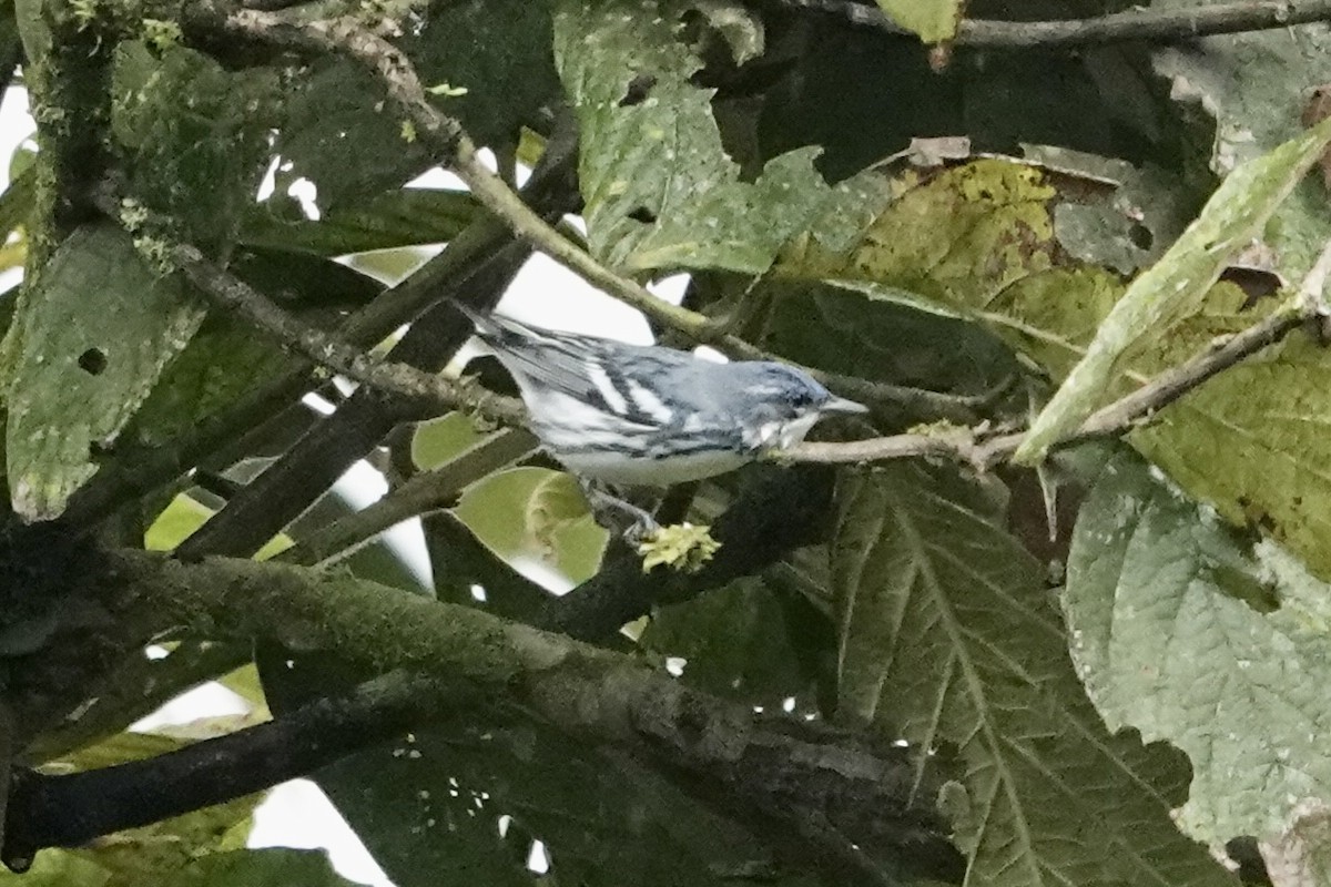 Cerulean Warbler - ML396928901