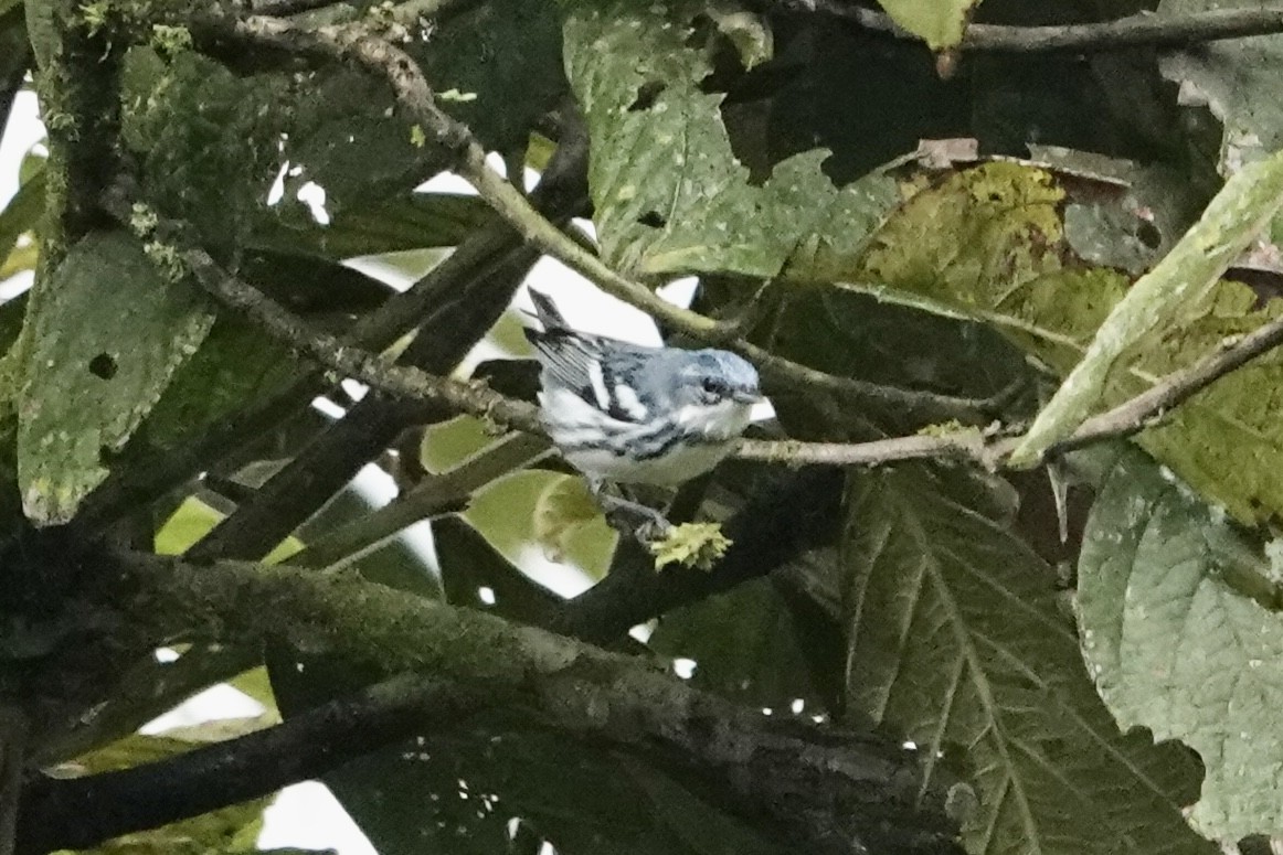 Cerulean Warbler - ML396928911