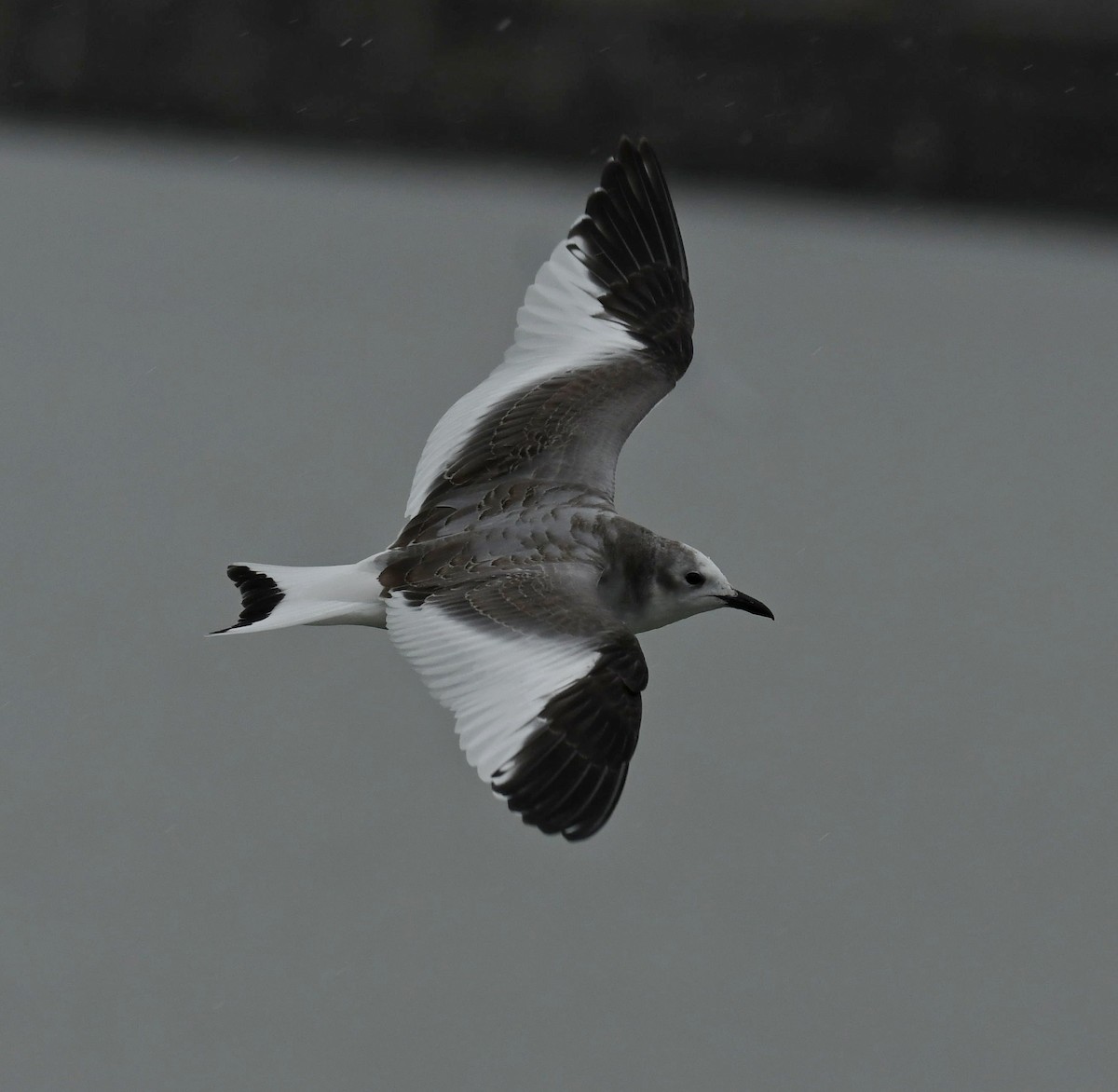 Sabine's Gull - Andrew Gaerte