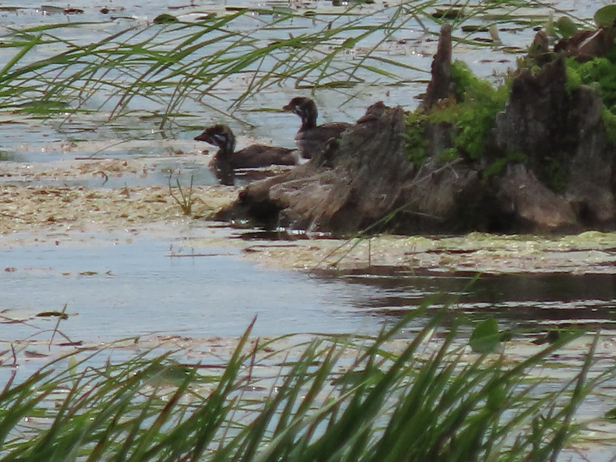 Pied-billed Grebe - ML396929441