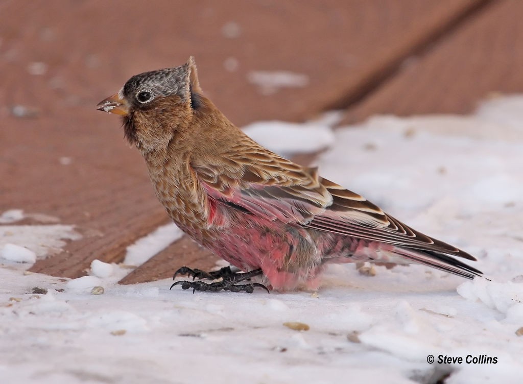 Brown-capped Rosy-Finch - ML39692951