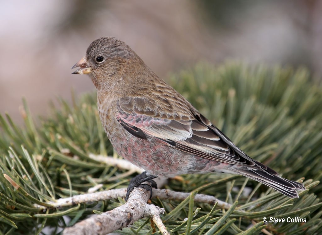Brown-capped Rosy-Finch - ML39692961