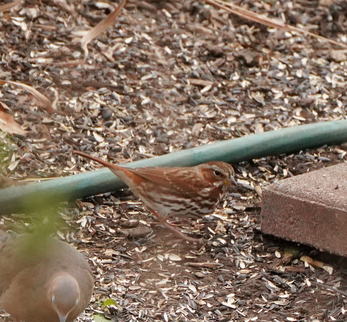 Fox Sparrow - ML396930041