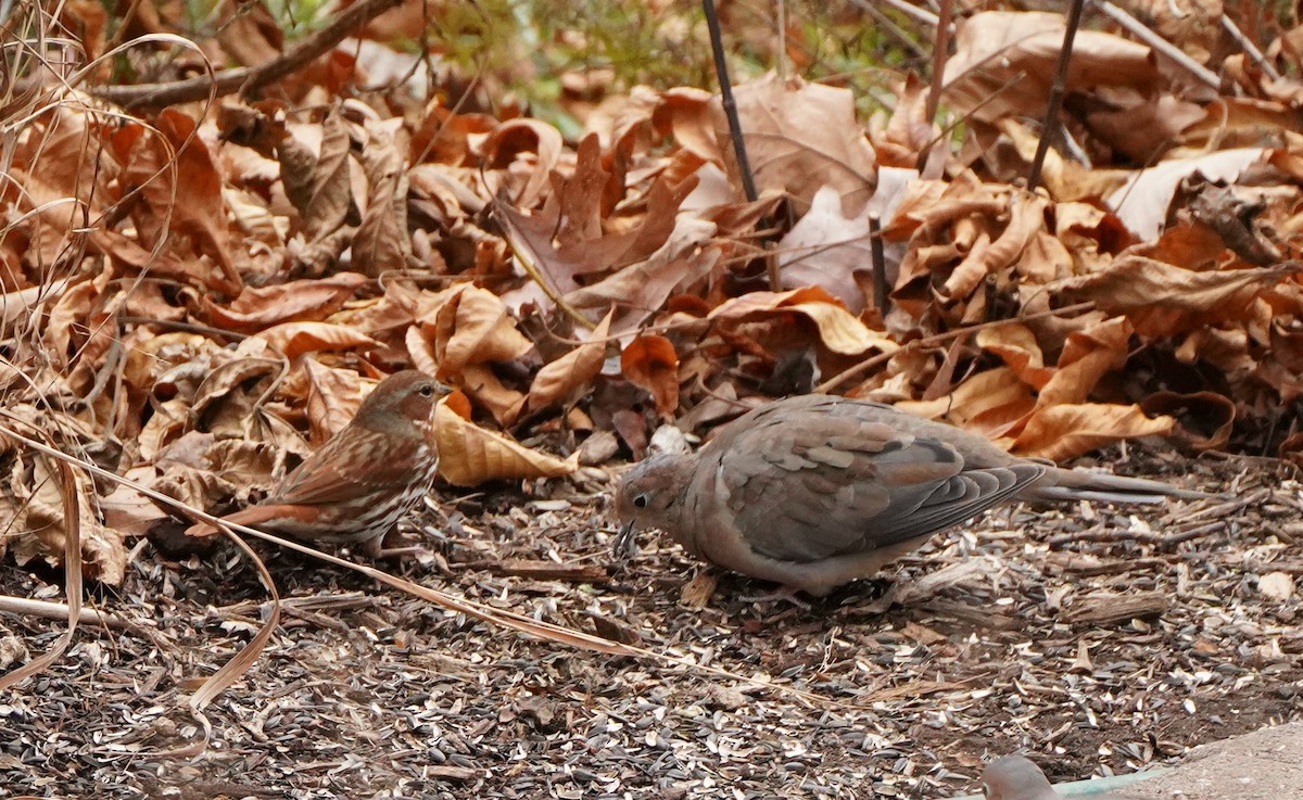 Fox Sparrow - ML396930421