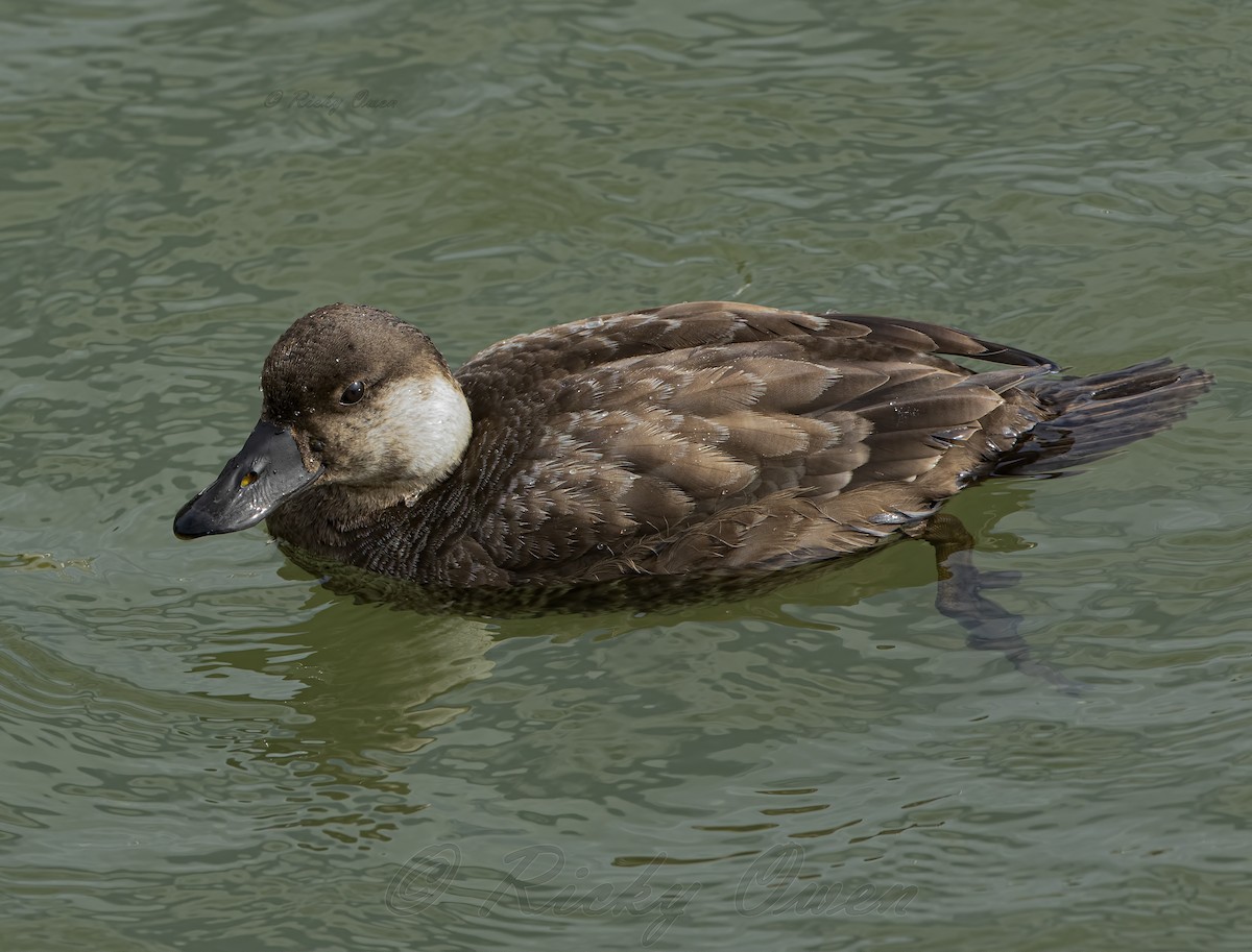 Common Scoter - ML396930581