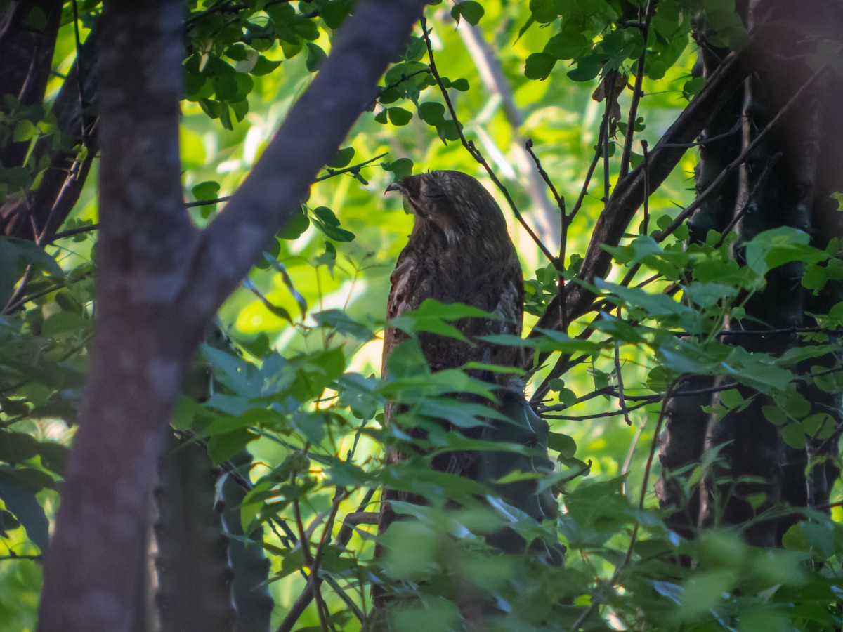 Common Potoo - Martin  Flack