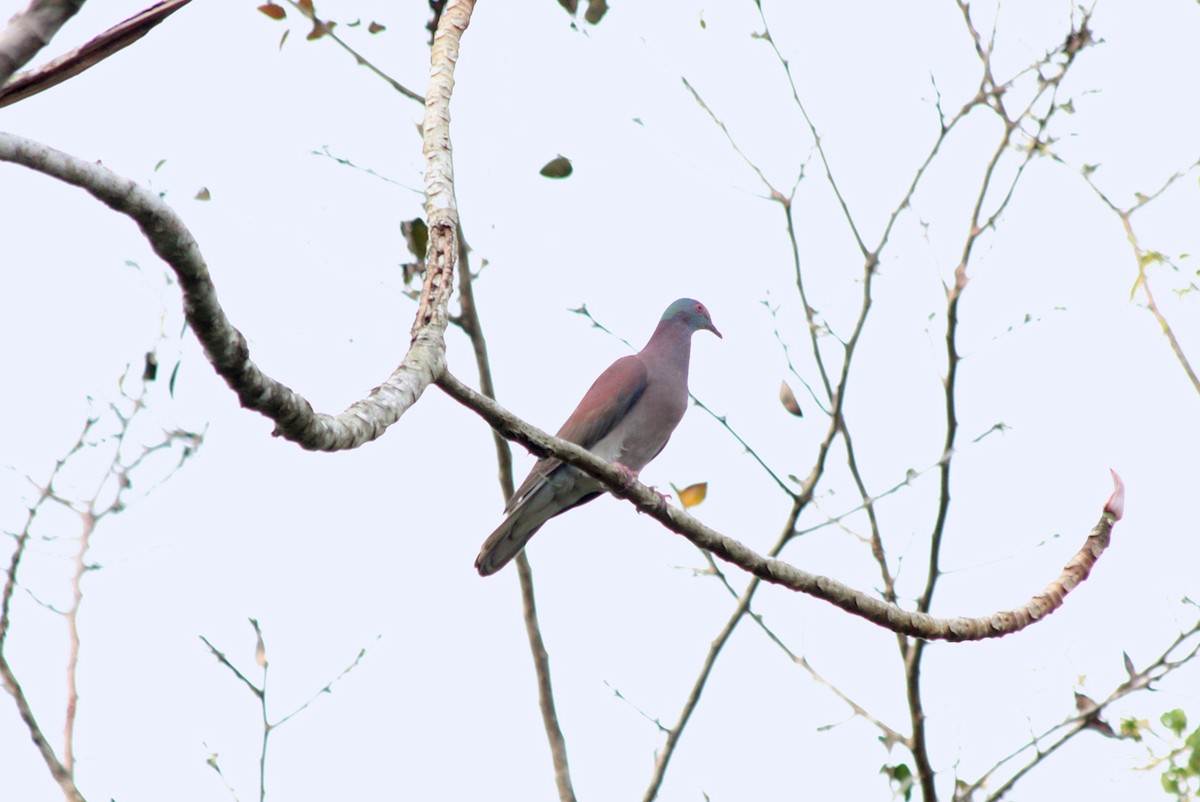 Pale-vented Pigeon - Richard Dunn
