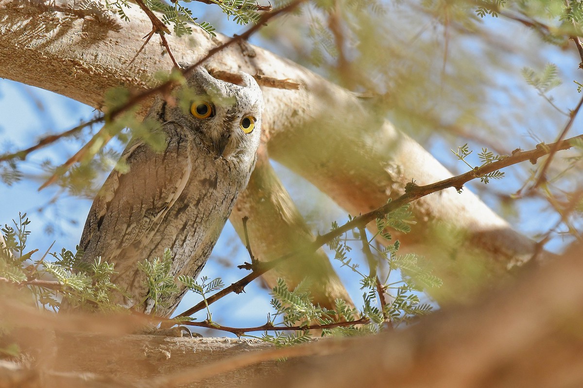 Pallid Scops-Owl - ML396936031