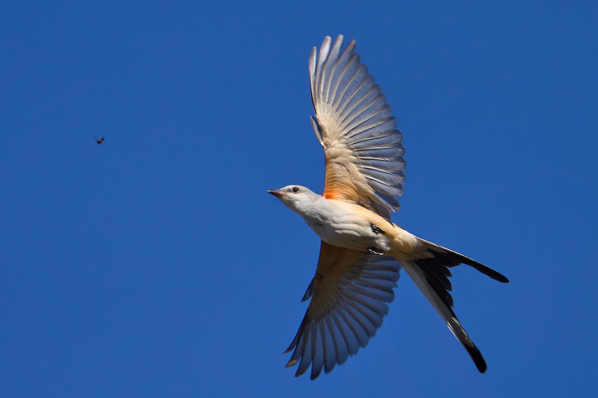 Scissor-tailed Flycatcher - Jonathan Casanova
