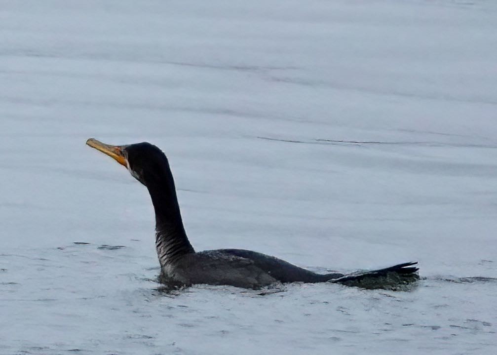 Double-crested Cormorant - ML396939471