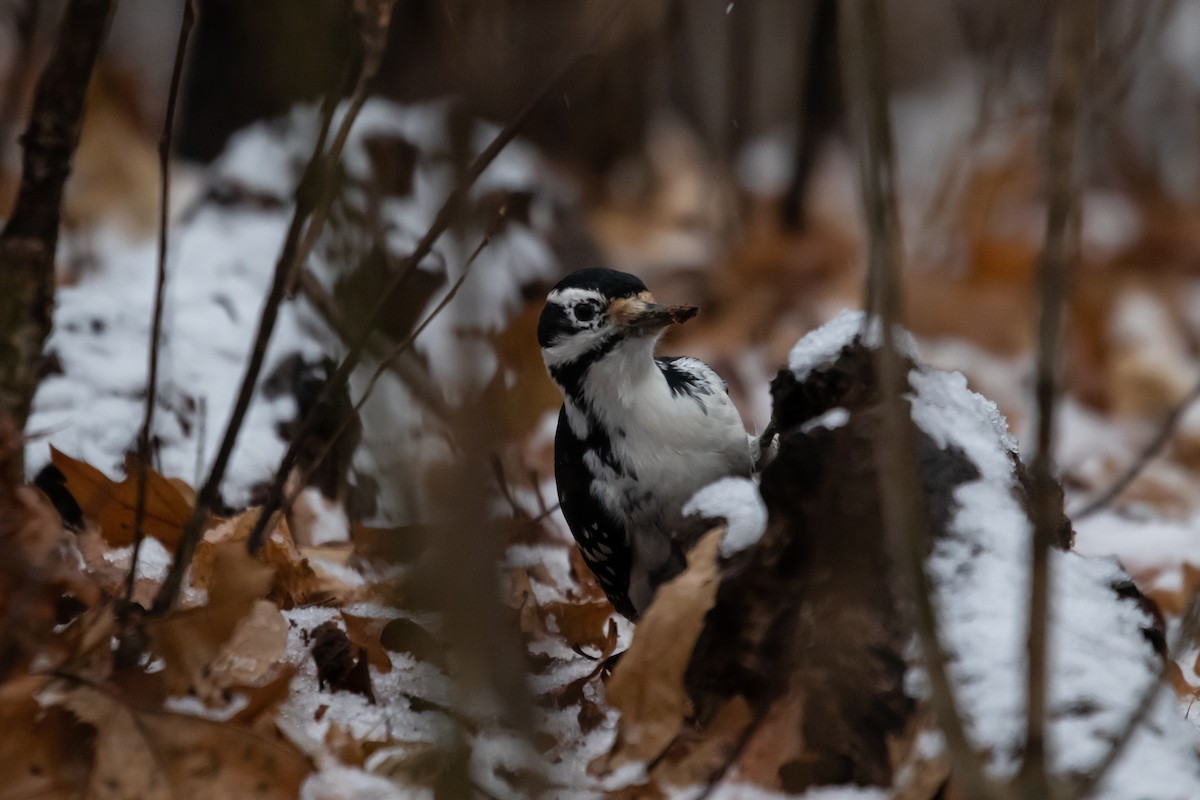 Hairy Woodpecker - ML396940001