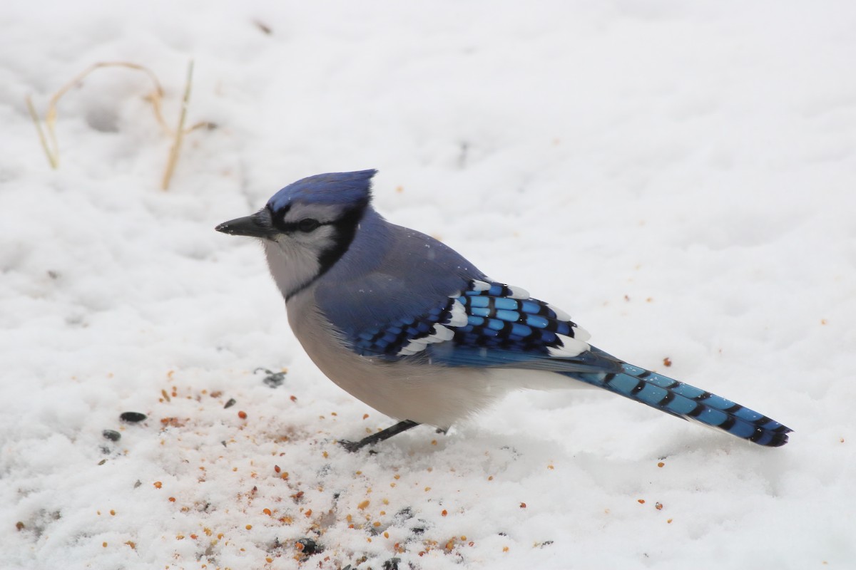 Blue Jay - ML396940141