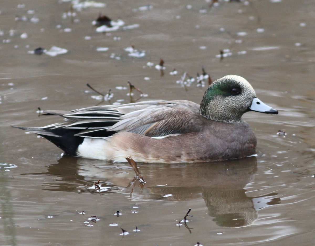 American Wigeon - ML396940551