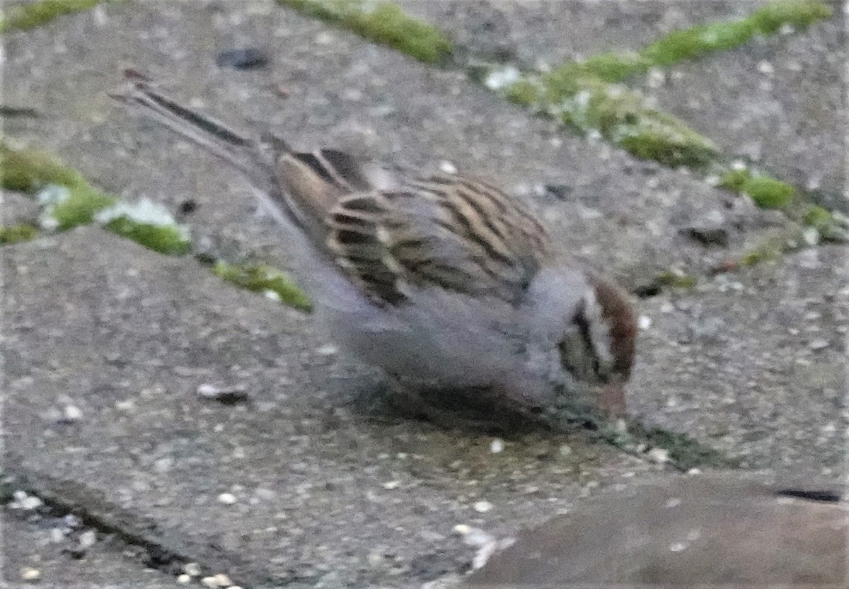 Chipping Sparrow - ML396941211
