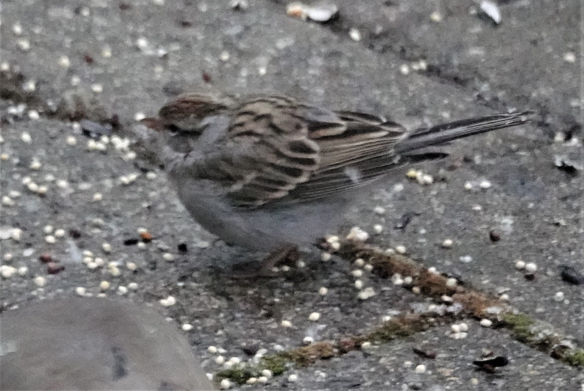 Chipping Sparrow - ML396941221