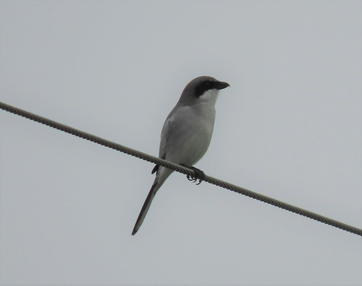 Loggerhead Shrike - ML396942201
