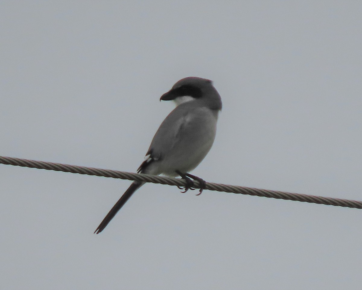 Loggerhead Shrike - ML396942211