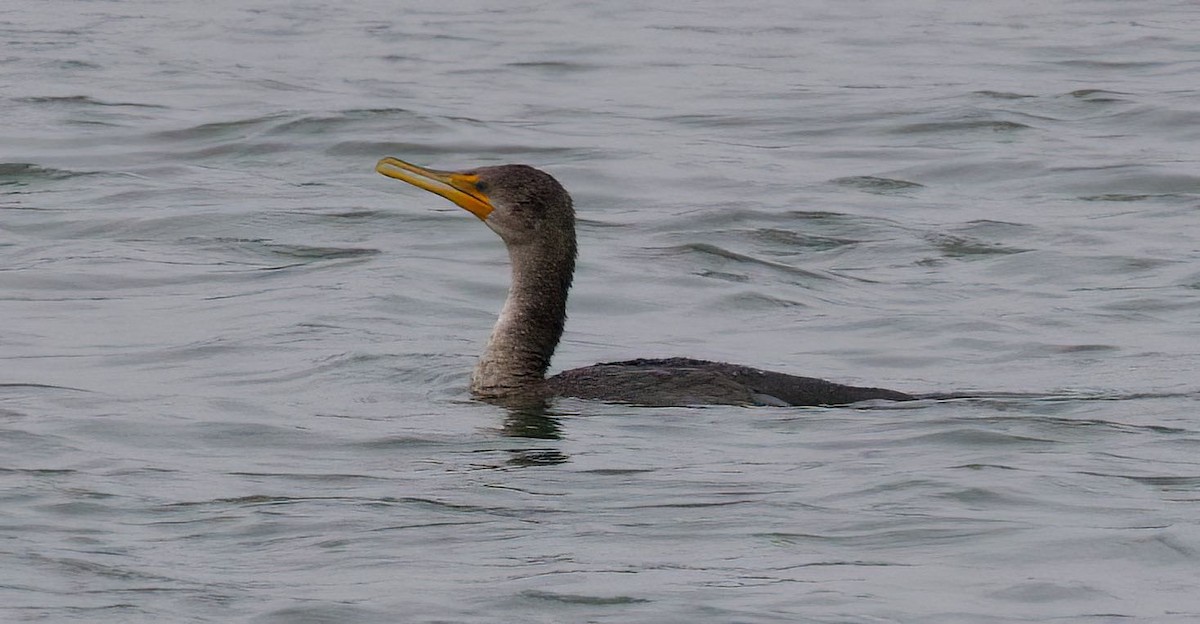 Double-crested Cormorant - ML396944271