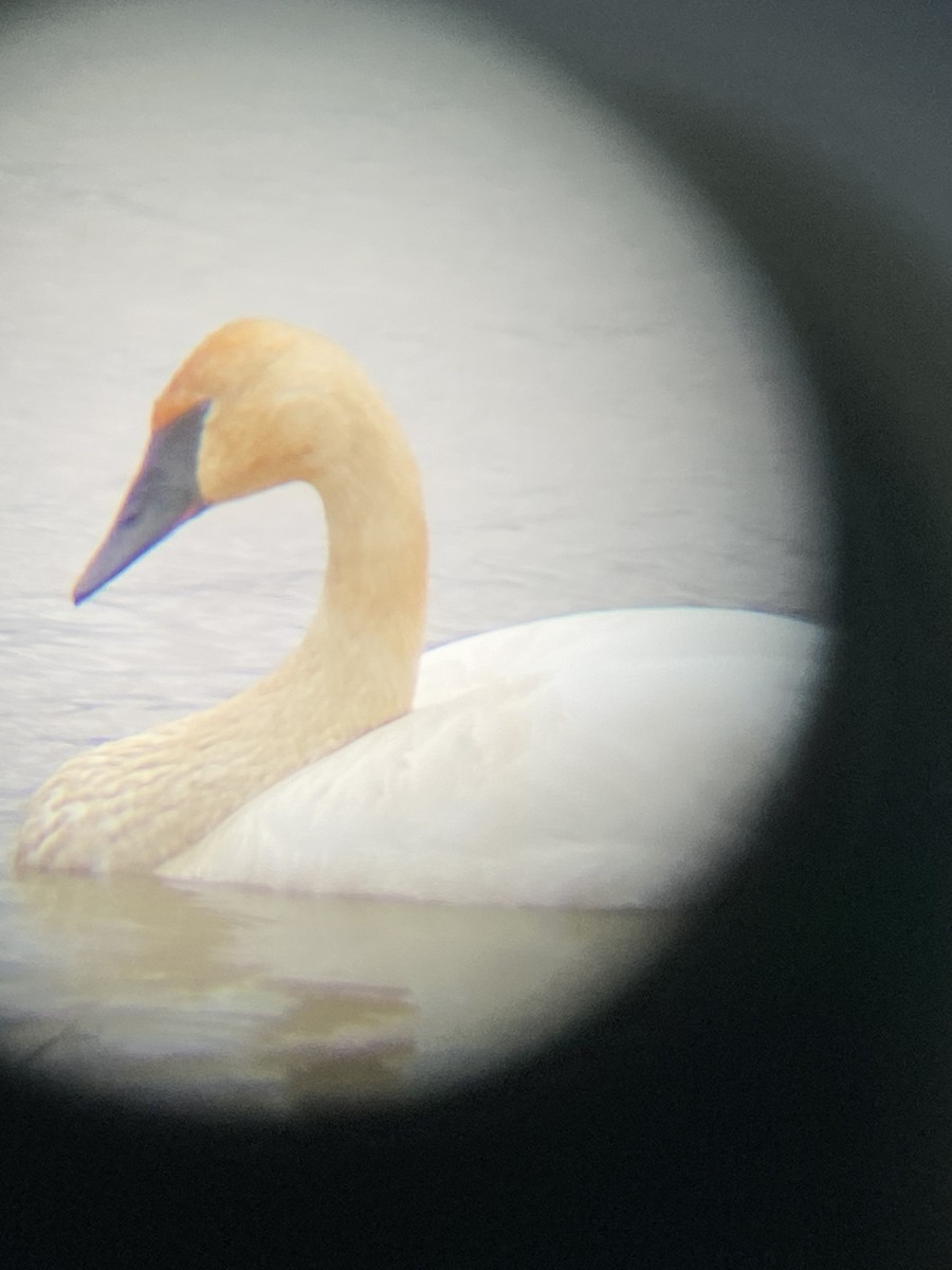Trumpeter Swan - ML396945091