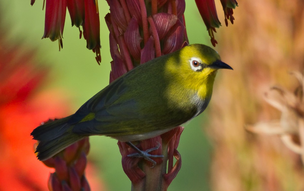 Swinhoe's White-eye - ML396946851