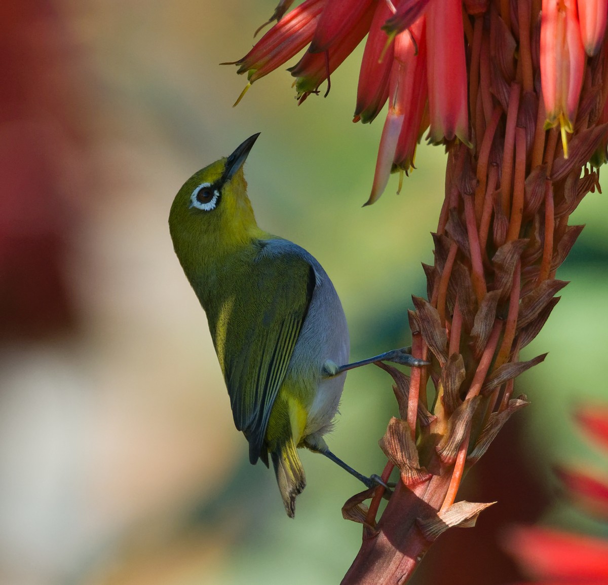 Swinhoe's White-eye - ML396946921