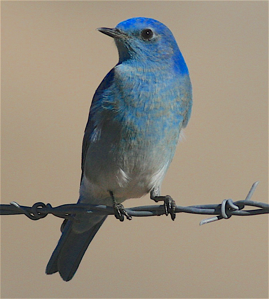 Mountain Bluebird - ML396947091