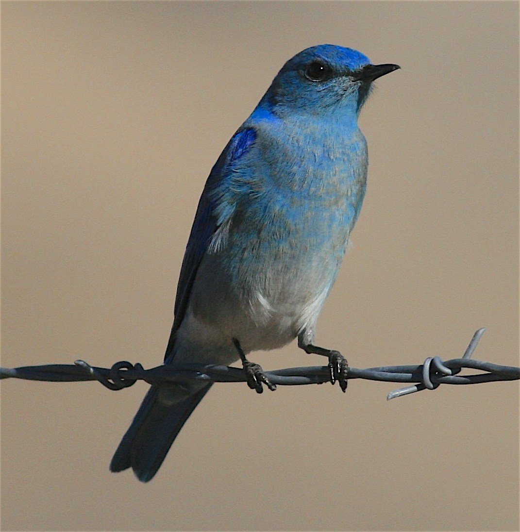 Mountain Bluebird - ML396947131