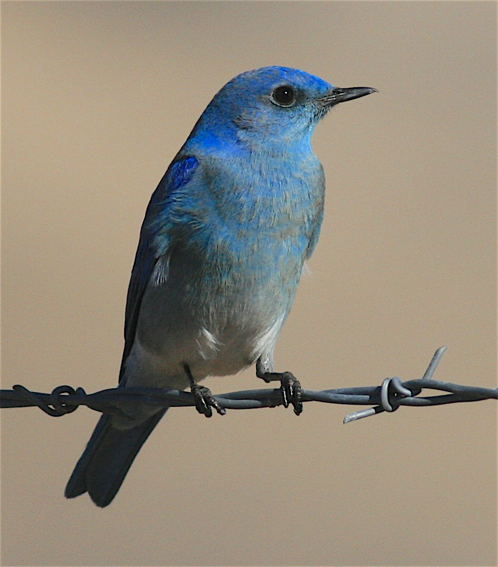 Mountain Bluebird - ML396947141