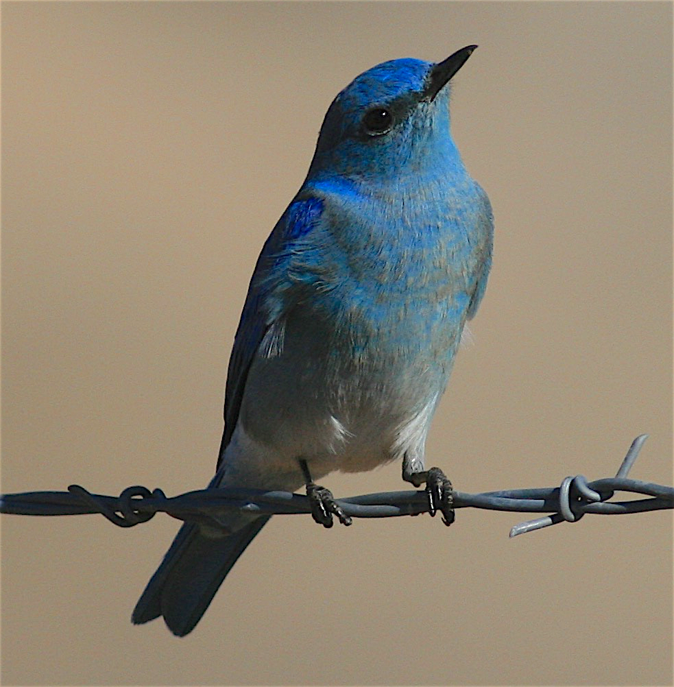 Mountain Bluebird - ML396947151