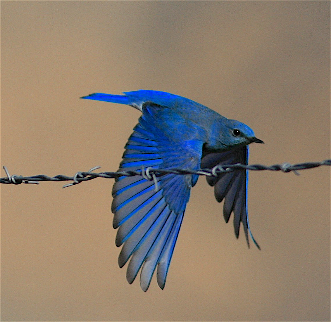 Mountain Bluebird - ML396947161