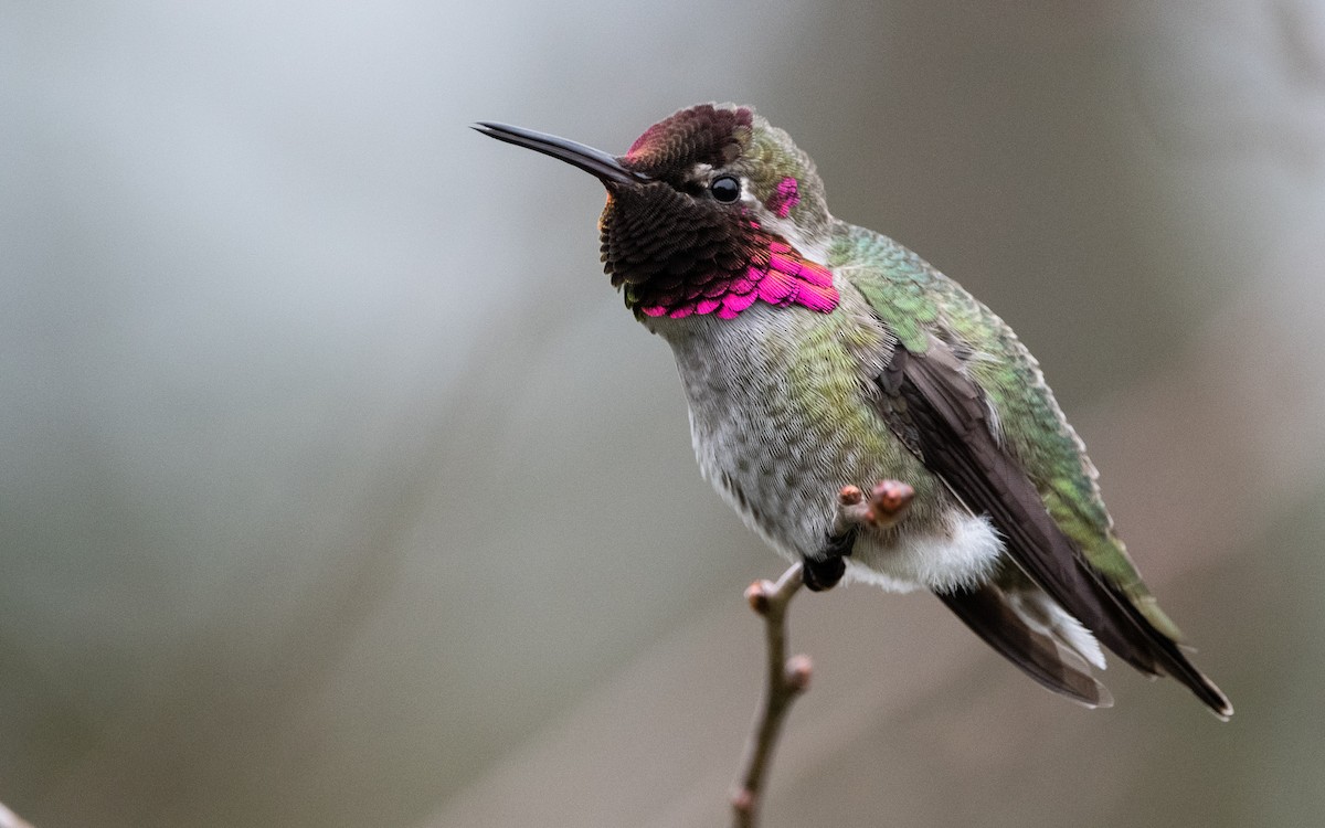 Anna's Hummingbird - ML396948441