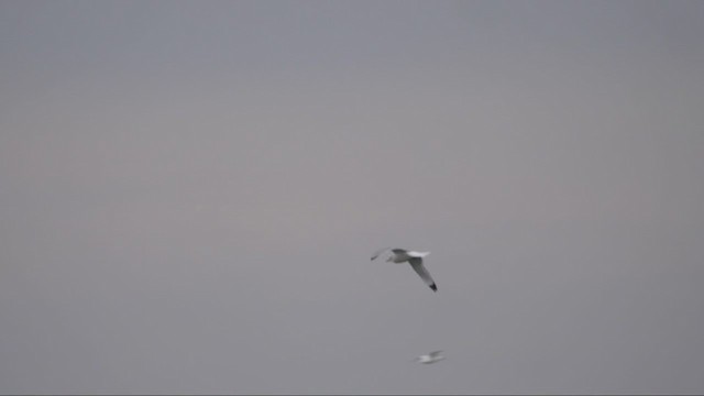 Black-legged Kittiwake - ML396948651