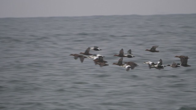 Common Eider - ML396948721