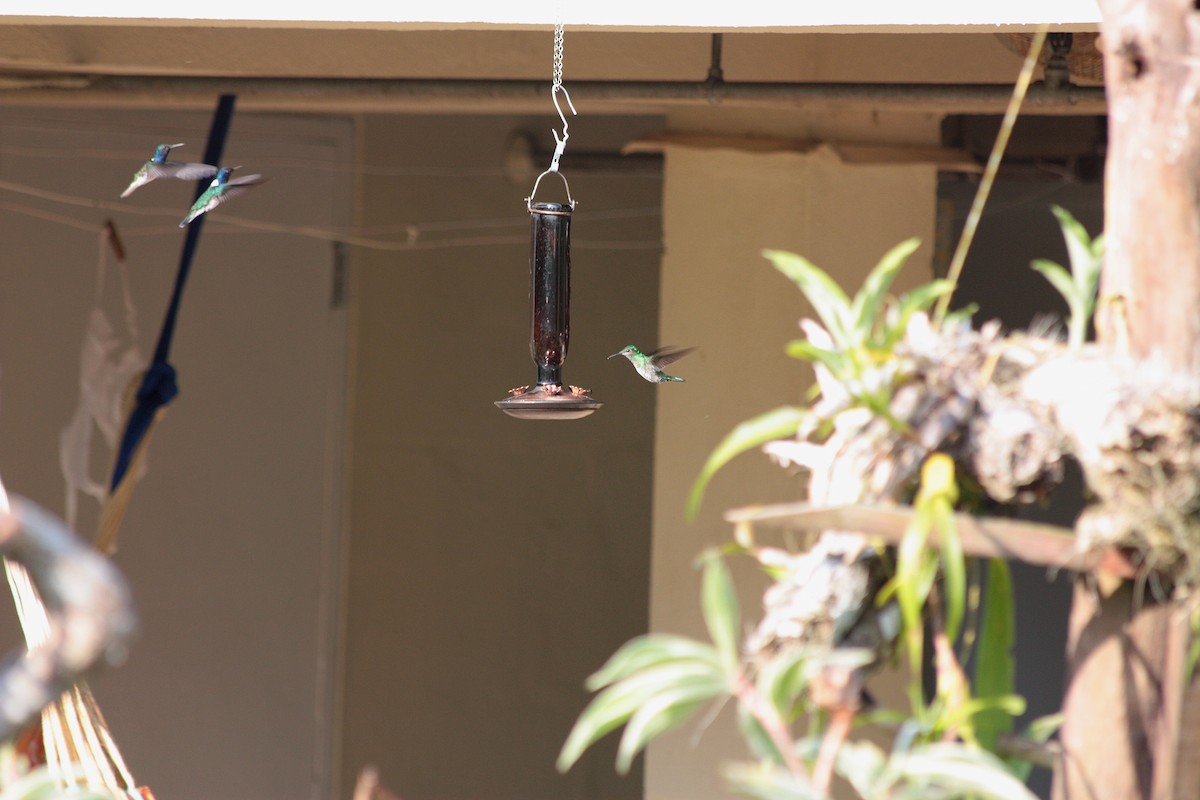 White-necked Jacobin - Richard Dunn