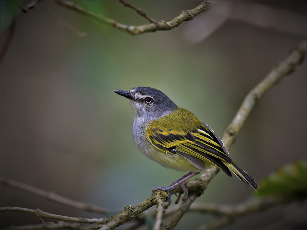 Slate-headed Tody-Flycatcher - ML396950221
