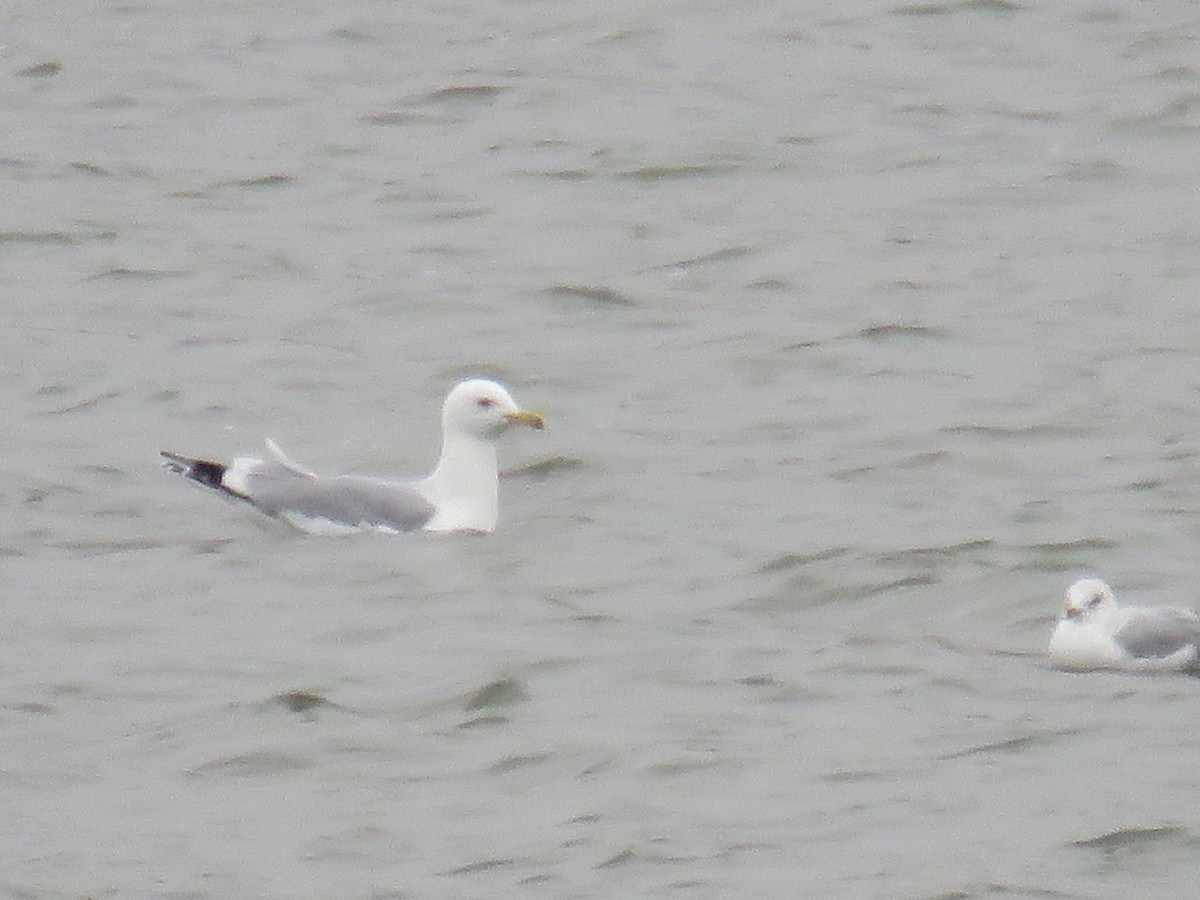 Gaviota Californiana - ML396950301