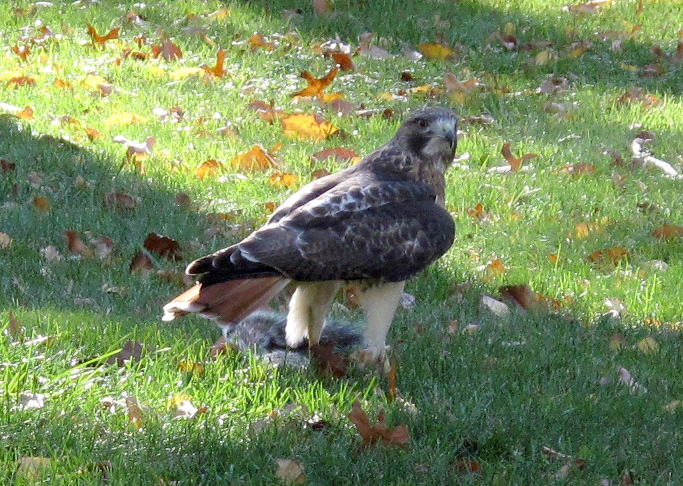 Red-tailed Hawk - ML39695031