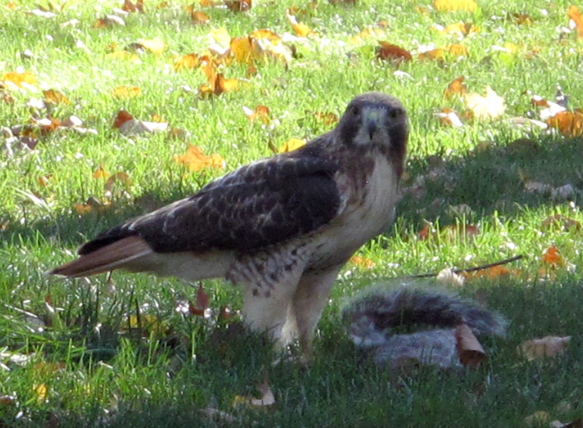 Red-tailed Hawk - ML39695041