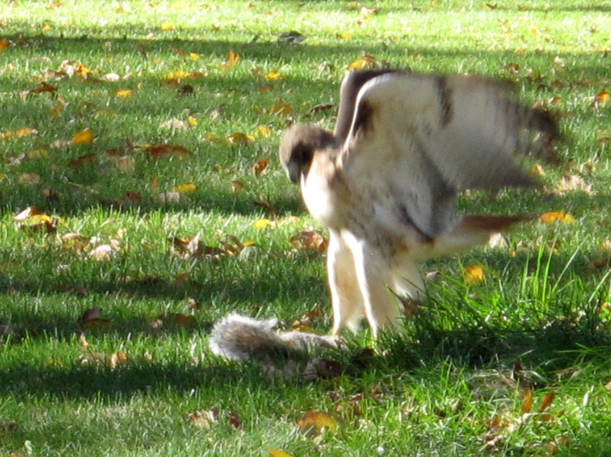 Red-tailed Hawk - ML39695051