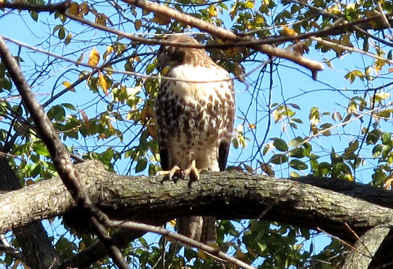 Red-tailed Hawk - ML39695071