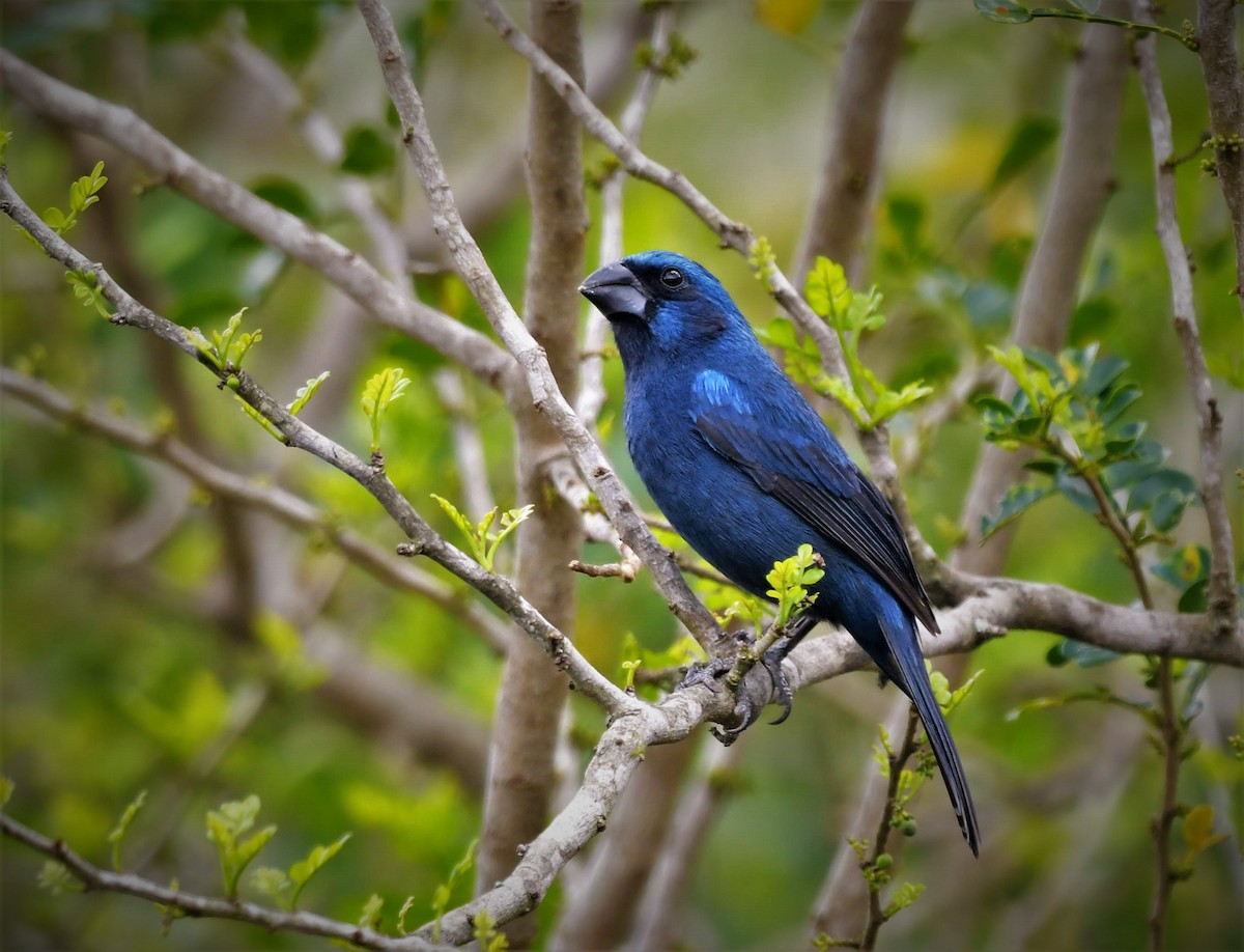 Ultramarine Grosbeak - ML396951021