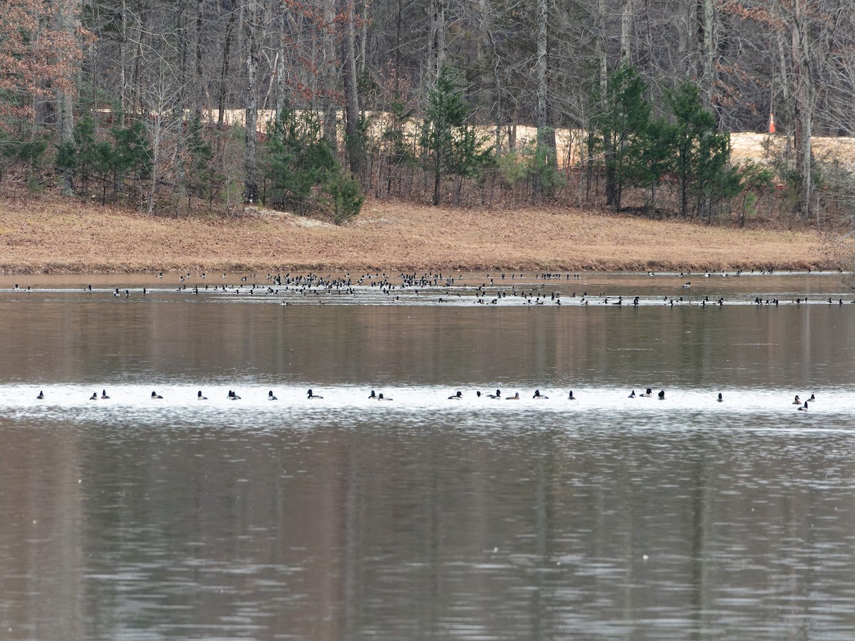 Ring-necked Duck - ML396952161